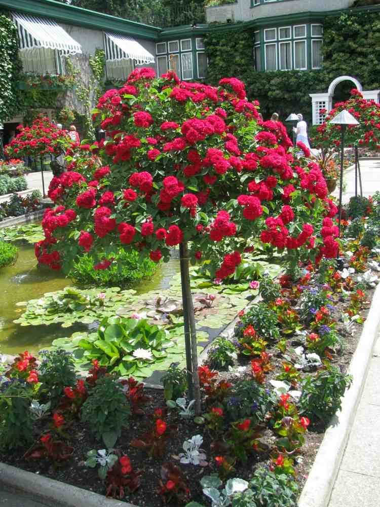 jardim plantação jardim lagoa rosas tronco alto vermelho