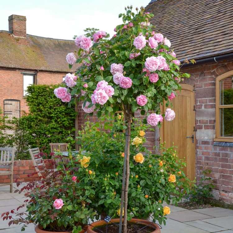 rosa padrão em um balde arbustos de rosas esféricos área de estar com varanda