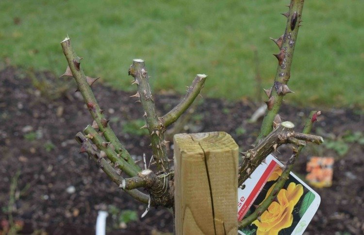 As rosas das árvores cultivam o hábito de cortar o crescimento na primavera