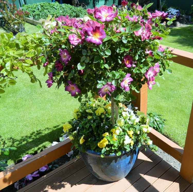 container gardening texas Awesome Mini Standard Rose Baby Jack Roses from my Garden