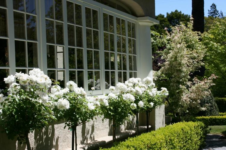 casa jardim estrutura residencial rosa branca planta padrão coroa em pé