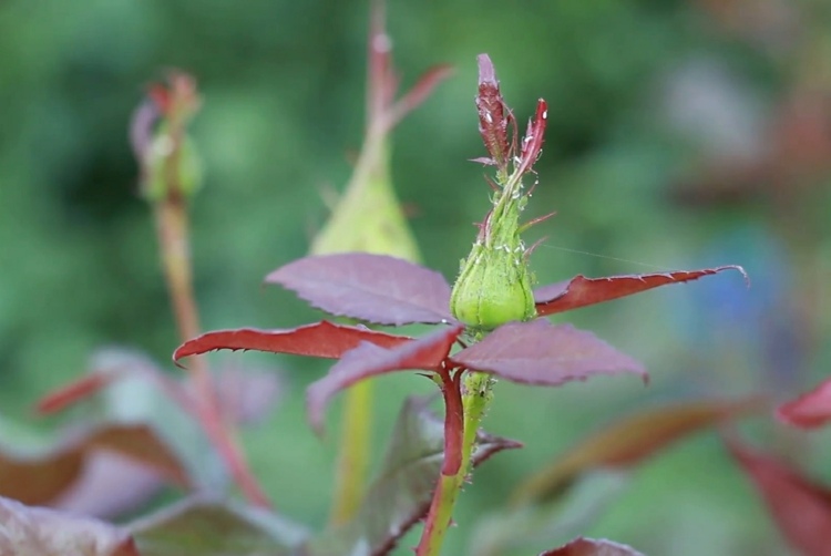 Rosas, plantas, doenças, pragas, lutam contra pulgões