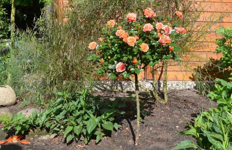 ninetta cultivar zwegstamm creme laranja jardim plantação haste rosa