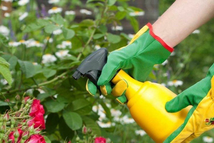 As rosas das árvores cuidam de doenças, fungos, pragas, produtos vegetais, controle