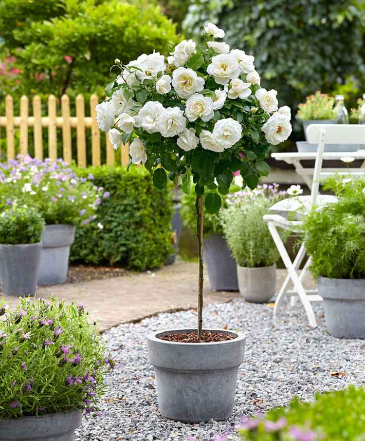 Branco Creme de variedades de rosas vasos de plantas coroa esférica