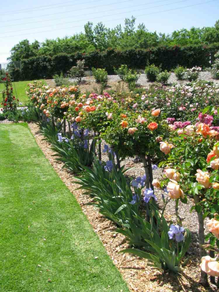jardim de flores variedade de troncos de anões plantando rosas de caule