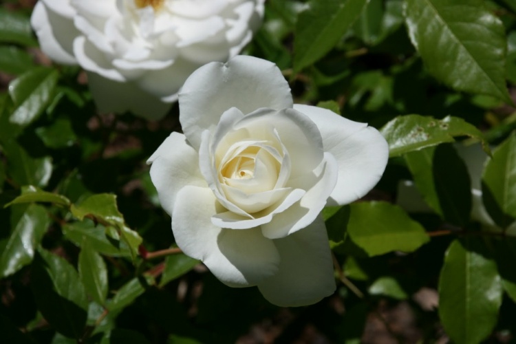 rosa branca florescendo variedade adequada para enxertia em diferentes alturas