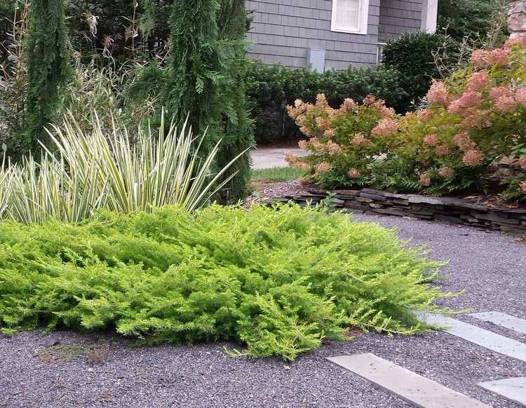 yellow-juniper-gravel-bed-Juniperus-media-Old-Gold-