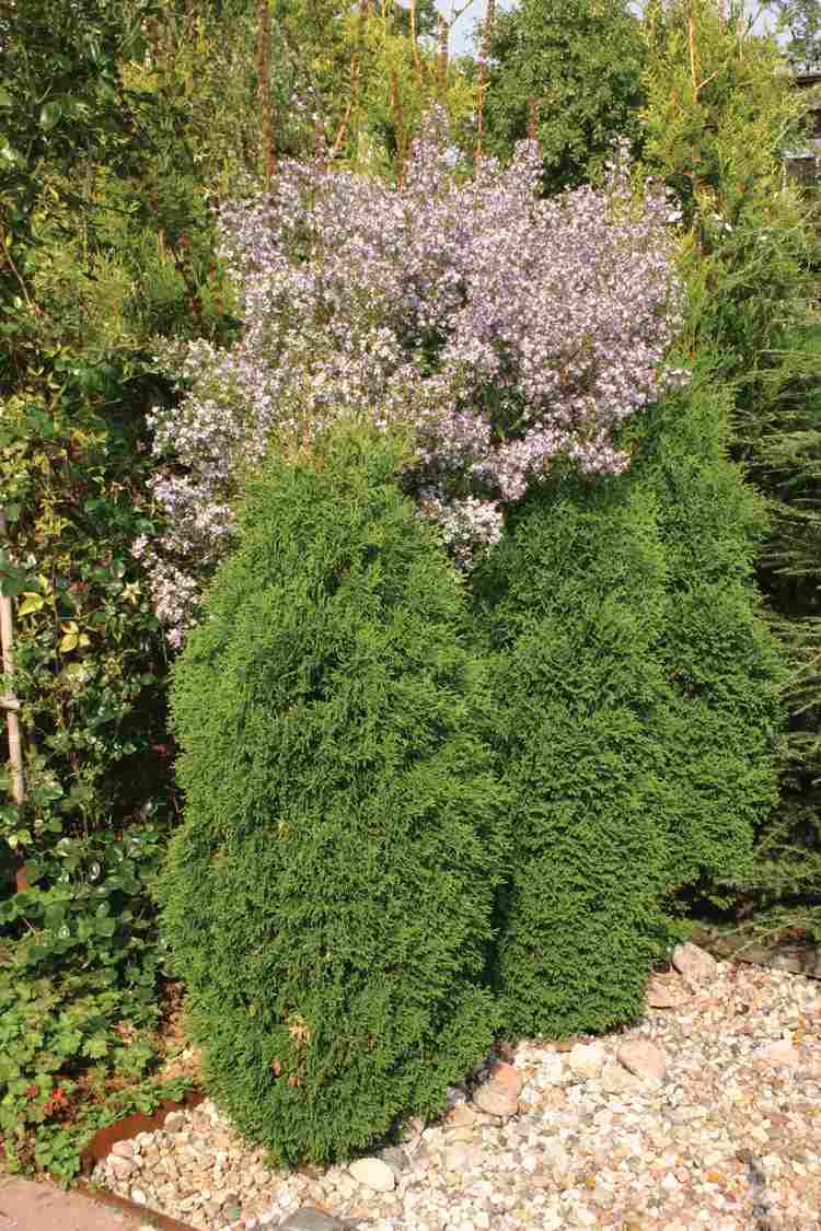stone-bed-create-evergreen-conifers-plants