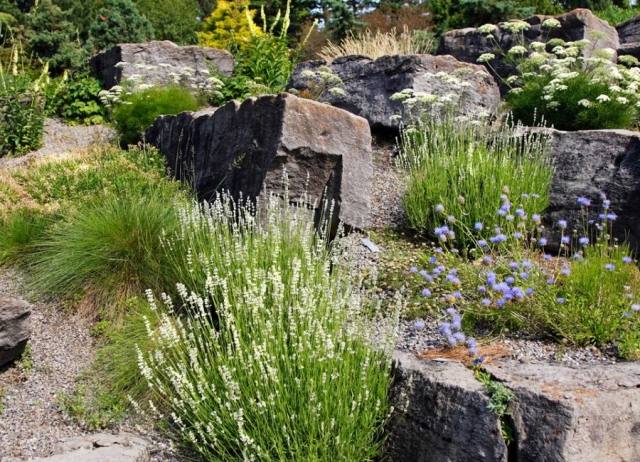 Jardim de rochas gramíneas ornamentais perenes floresce azul branco