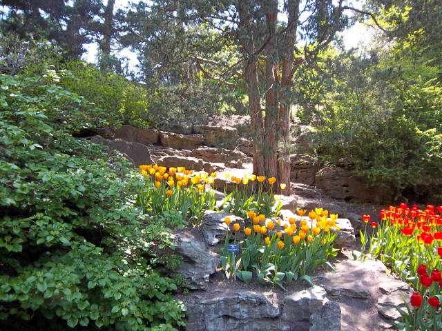 tulipas selvagens idéias de jardim de pedras cor de planta