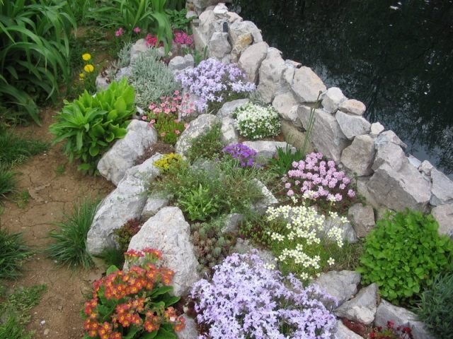 ideias de jardim de pedras com plantas de lago de parede de pedras de campo entre prímulas de pedras