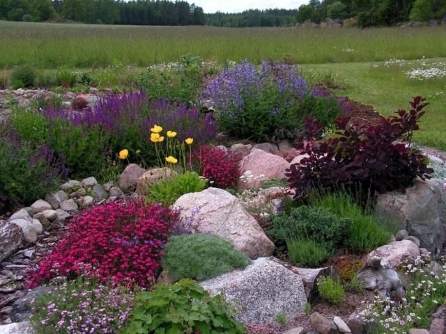 Almofada de jardim de pedras perenes, cobertura do solo com toques de cor