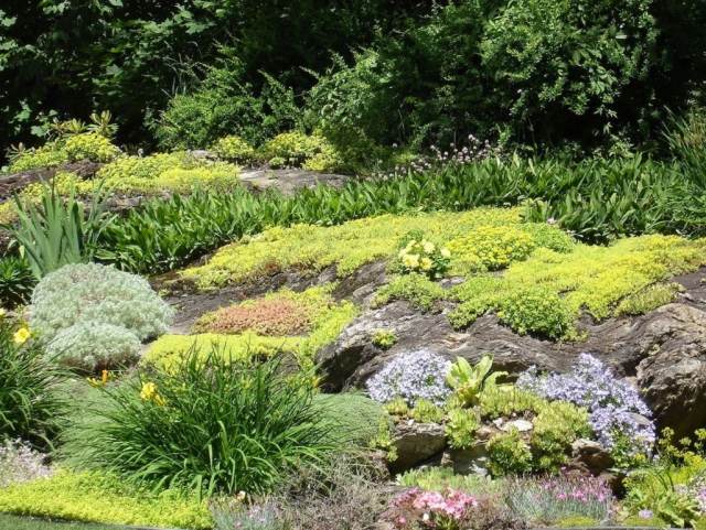 Plantio de gramíneas ornamentais para cobertura do solo de jardim de pedras