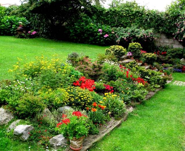 jardim plantando gerânios borda do canteiro de flores de madeira