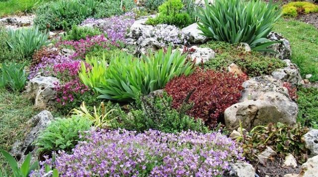 Crie um jardim de pedras, variedades de plantas, pontos de cor, cobertura do solo