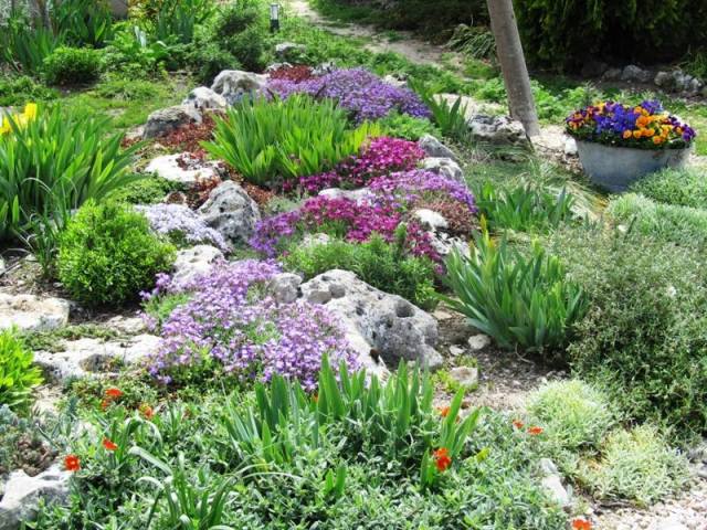 jardim plantar almofada plantas violetas tulipas