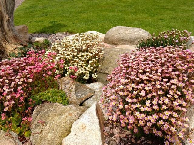Crie uma almofada de jardim de pedras flores perenes cor-de-rosa
