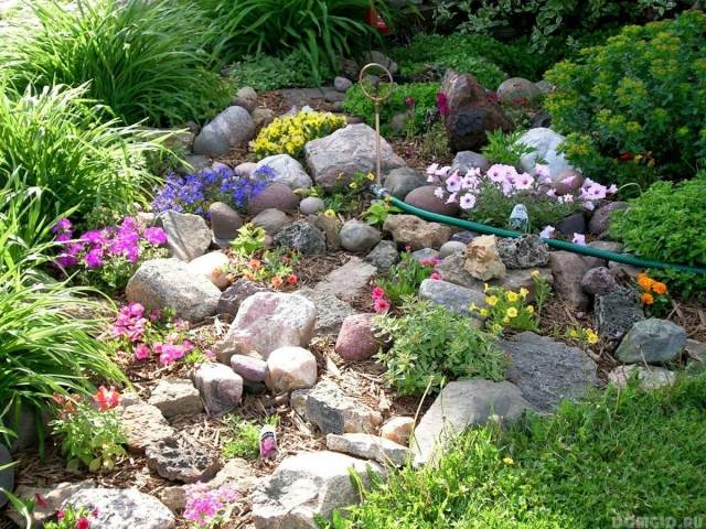 Ideias para jardins de pedras com cobertura morta de violetas de petúnias de pedras