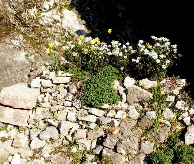 Crie ideias para jardins de pedras com pedras do campo, musgo e narciso, cobertura do solo entre as pedras