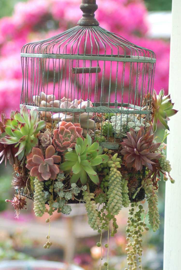 suculento arranjo gaiola de pássaros plantas de decoração romântica
