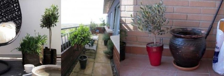 Vasos de plantas de oliveira