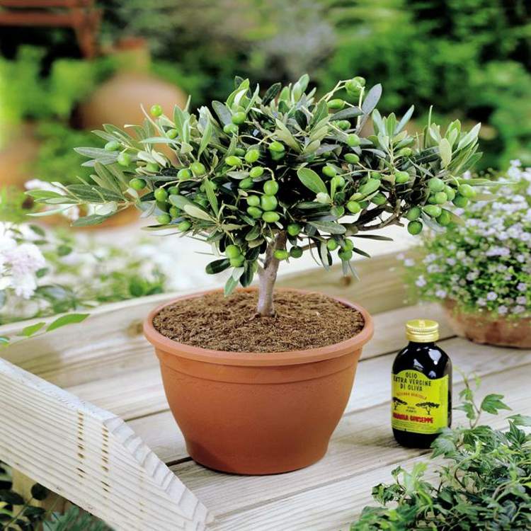 Plante azeite de oliva