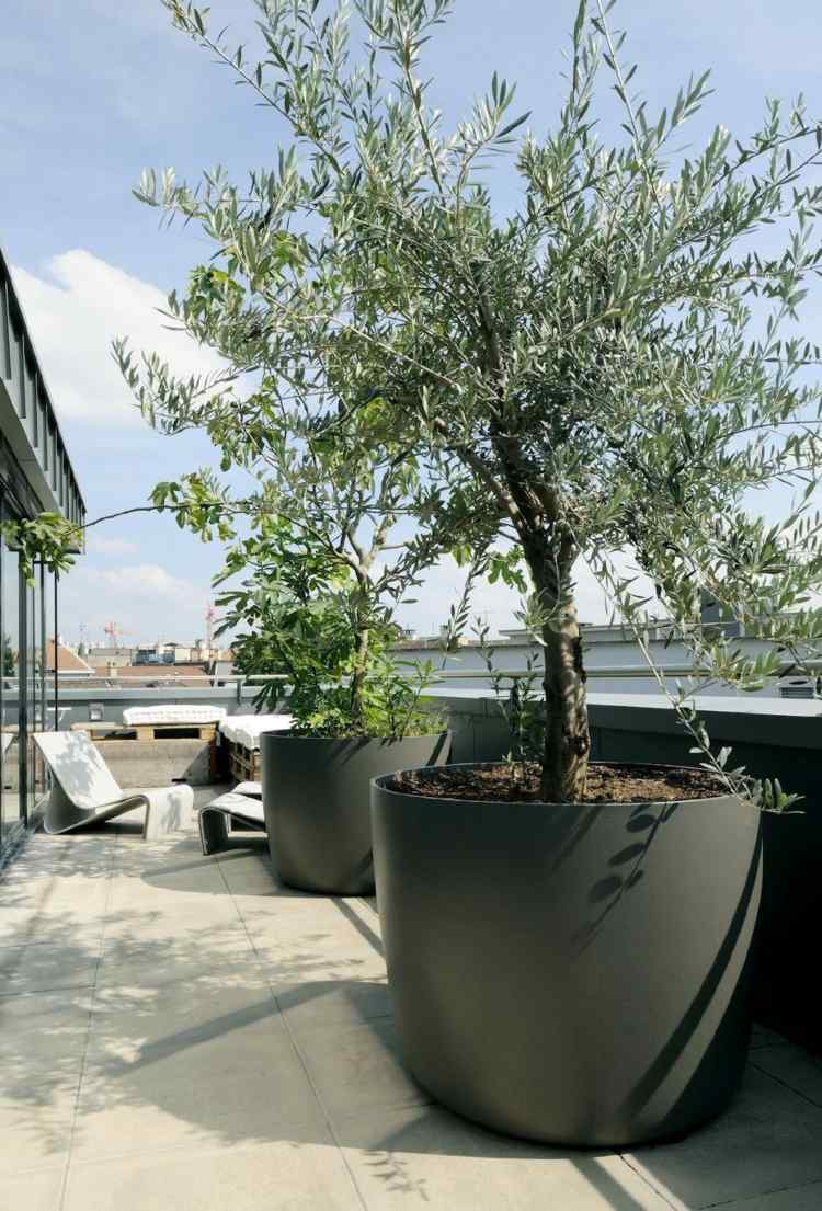 Olive-tree-big-on-the-balcony