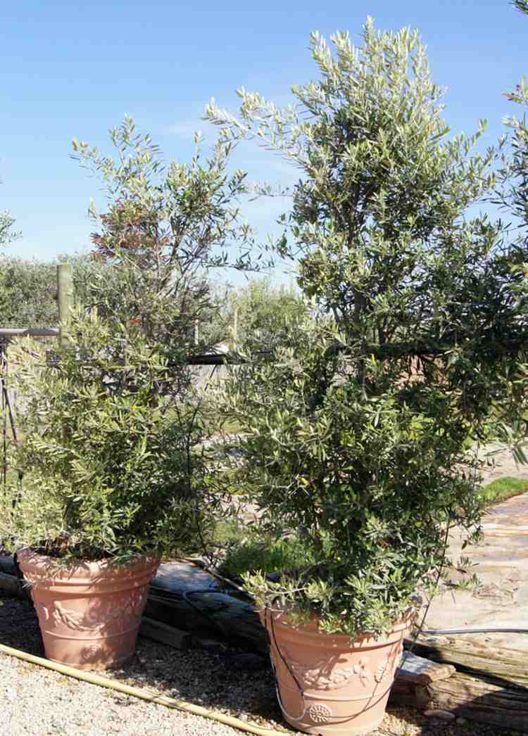 oliveiras cultivadas em um vaso de cerâmica