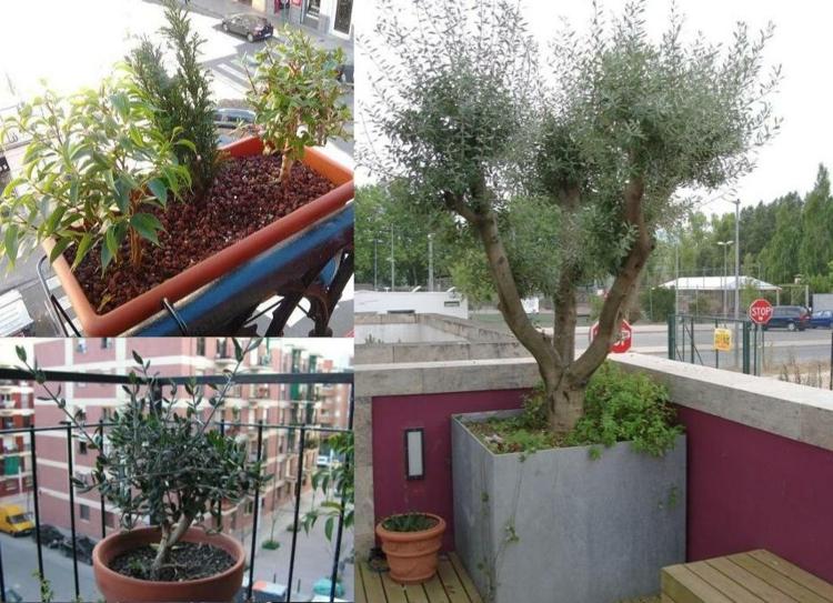 Ideias-com-oliveiras-na-varanda
