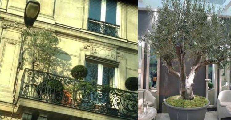 Faça uma varanda romântica com uma oliveira