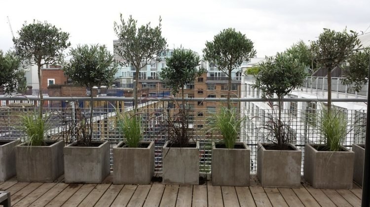Vasos de concreto, oliveiras e plantas de grama