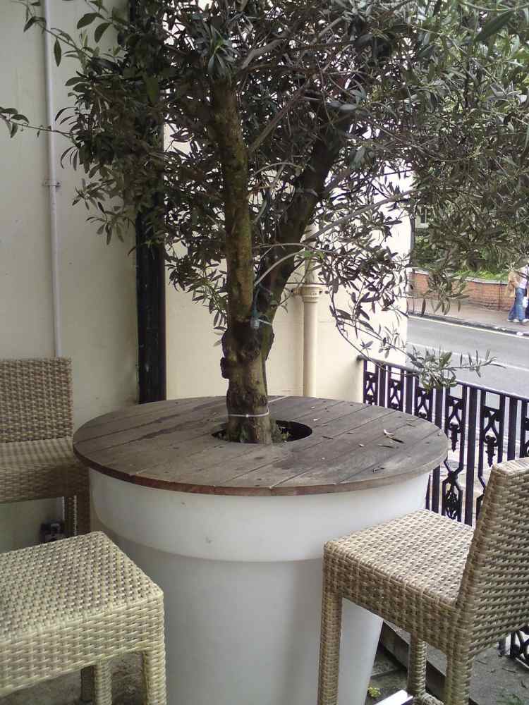 terraço-design-olive-árvore-plantador-mesa-rattan-banquinho-plástico