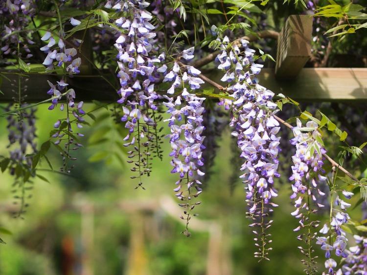 pérgula de videiras florescendo no jardim como uma fonte de sombra