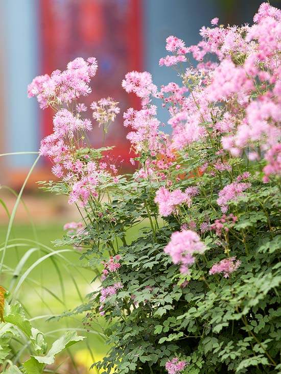 Jardim desabrochando - flores cor de rosa