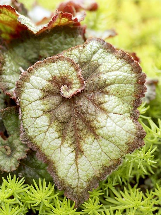 Plantas incomuns no jardim