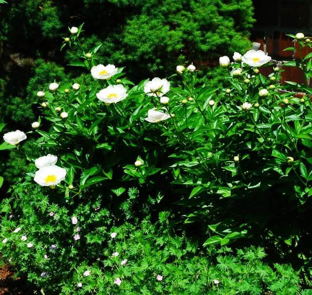 Combinação de não-me-esqueças de jardim de arbustos de flores