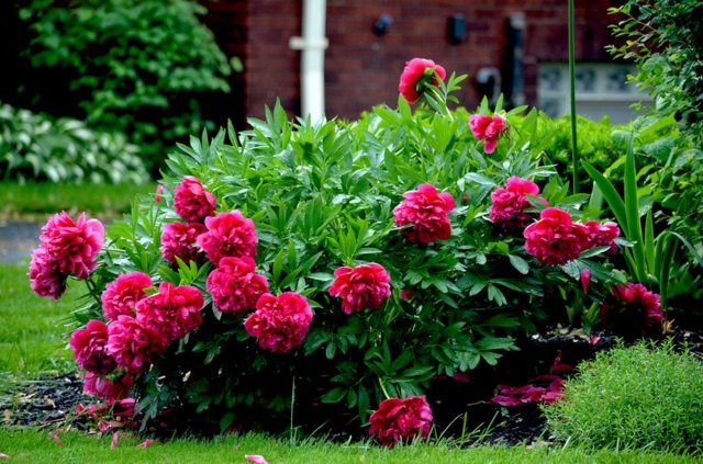 Arbusto flores rosa idéias de design de jardim da frente da primavera