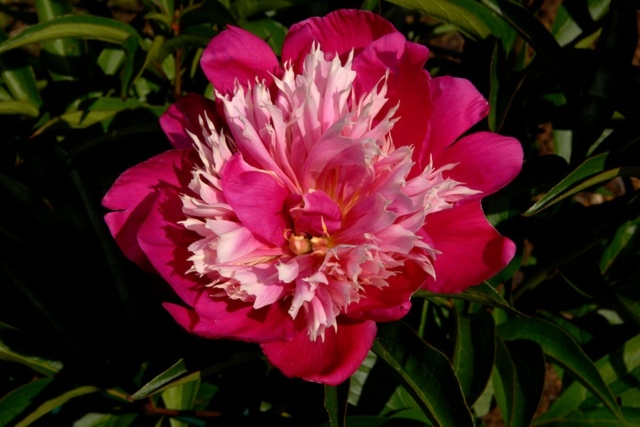 Idéias de design de jardim de perenes de peônia híbrida