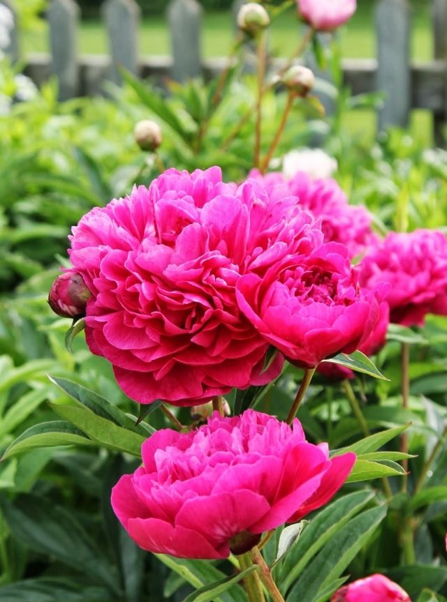 Jardim de peônia flores cor de rosa peônia preciosa jardim frontal primavera