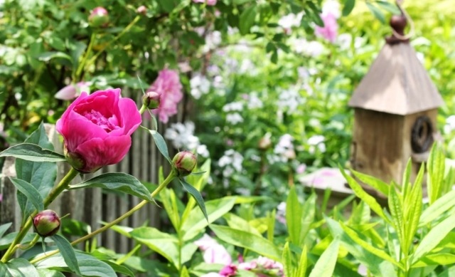 Cerca de jardim rosa peônia arbusto tela de privacidade