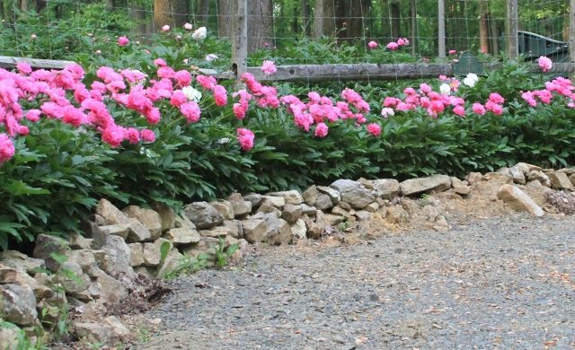 Parede de contenção de peônias rosa flores de cascalho