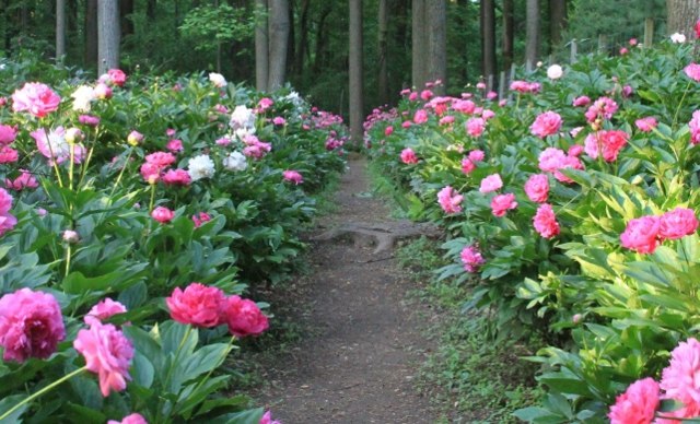 Canteiros de flores peônias florestais silvestres extremamente resistentes