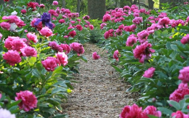 Criar caminho de jardim peônias peônias rosa