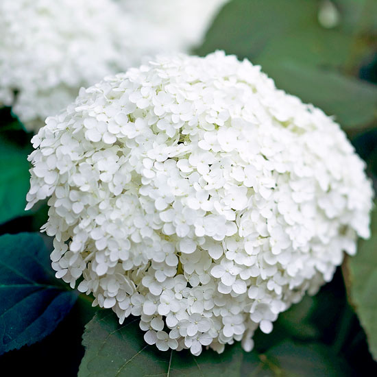 jardins formais dicas de design branco cores anabelle hortênsia