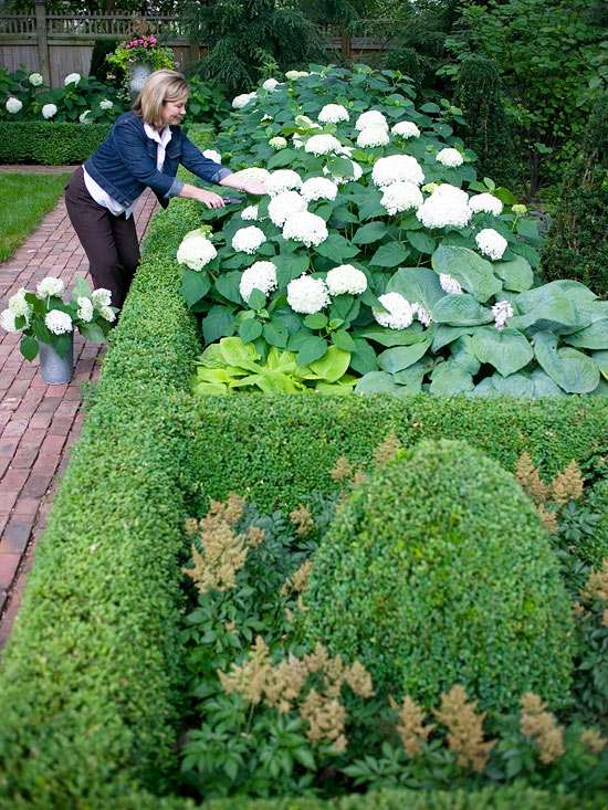 cercas-vivas formais de hortênsias de jardim de fácil manutenção