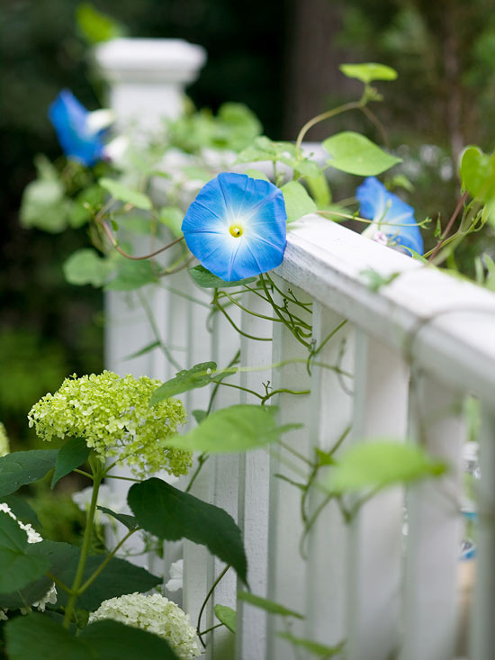 azul celeste ipomeia branca anabelle hortênsia jardim formal