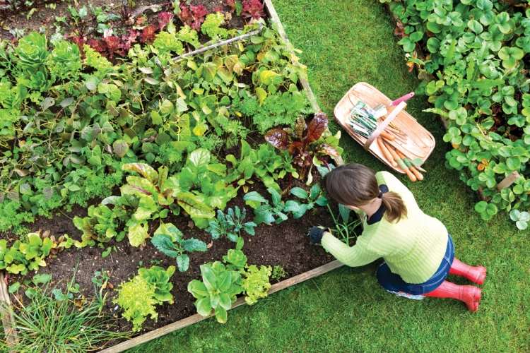 Dicas para manutenção de jardinagem, evitando erros, saladas de vegetais e verdes