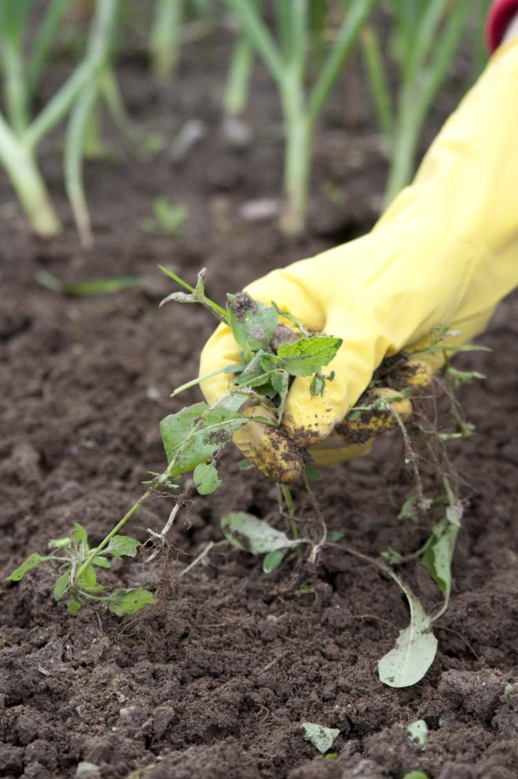 dicas para erros de jardinagem - flores em vez de ervas daninhas