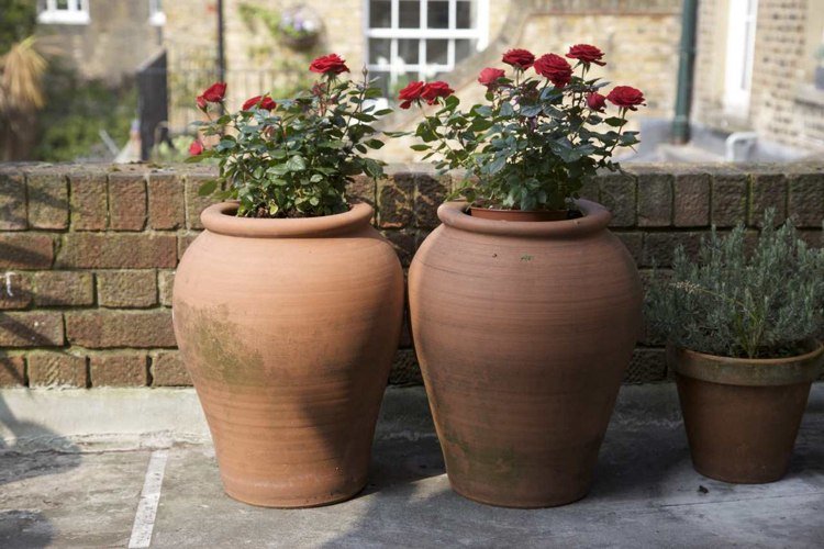 rosas vermelhas em vasos e vasos de terracota urnas mediterrâneas